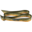 Wingo Outdoors Basecamp Belt - RepYourWater, Tiger Trout, One Size Fits Most, W-BAS-512-OS
