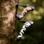 WOOX VOLANTE Axe, Carbon Steel Blade, Black Hickory, Black/White, BU.AXE002.02