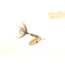 Wordens Rooster Tail In-Line Spinner, 2in, 1/16 oz Treble Hook, Yellow Coachdog with Red Hook, 206R-YLCD
