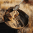 Yeti Carbon Steel Skillet 8