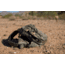 Yukon Outfitters Overwatch Sling Pack, Field Camo, MG-5032fc