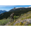 Zamberlan 980 Wasatch GTX RR Hiking Shoes - Men's, Brown, 10.5 WIDE, 0981ZBRM-W-45-10.5