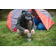 ALPS Mountaineering Chaos 2 Person Tent 5252025