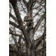 ALPS Outdoorz Contender X Pack, Whitetail, 9930180
