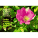 Audbn Pg Familiar Flower East, W. Nierig &amp; R. Spellenberg, Publisher - Random House