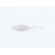 Bass Assassin Tiny Shad Assasin Swimbaits, 15, 0.5in, Opening Night, SA01385