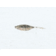 Bass Assassin Tiny Shad Assasin Swimbaits, 15, 1 1/2in, Silver Minnow, SA01393