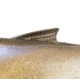 Bass Mafia Daingerous Swimbait, Blueback Herring, 7in, BMD-7-BBH