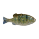 Berkley PowerBait Saltwater Gilly Soft Bait, Pinfish, 130, 1573105
