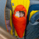 Big Agnes Little Red 20 Sleeping Bag, Cherry Tomato/Tangelo, BYLRL25
