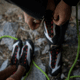 Black Diamond Aspect Pro Climbing Shoes, Octane, 8, BD57000080010801