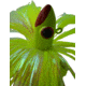 Blue Water Candy Spire Parachute Lure, Chartreuse Skirt/Chartreuse Head, 6oz, 60034