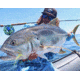 Cheeky Fishing Limitless 475 Fly Reel, Green/Blue, 10-12 wt, 4.75 in diameter, C-LIM-475-RGB