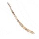 Chompers Drop Shot Worm, 1, 4in, Milky Sand, DS410-30