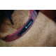 Cotopaxi Del Dia Dog Collar