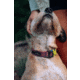 Cotopaxi Del Dia Dog Collar