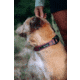 Cotopaxi Del Dia Dog Collar