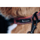 Cotopaxi Del Dia Dog Collar