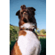 Cotopaxi Del Dia Dog Collar