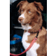 Cotopaxi Del Dia Dog Collar