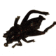 Creme Lures Floating Cricket, Black, 2 Pack, BT101-01
