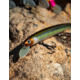 Daiwa HMKL Minnow Steez Custom Jerkbaits Lure, 5.4in, 4/7oz, Ghost Ayu, HM137SPK4