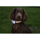 DT Systems S.P.O.T. Rechargeable 42 Lumen LED Lighted Obedience Trainer, Orange, S.P.O.T.