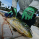 Fish Monkey Filet Gripper Glove, Neon Green Royal, L/XL, FM13-NGRROY-L/XL