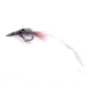 Jackson Cardinal Saltwater Flies