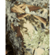 Kings Camo Hunter Pant 2.0 - Mens