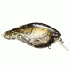 Koppers Live Target Crawfish Squarebill Lure 2-3/8" - Ghost/Green 110804