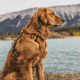 Kuma Outdoor Gear Lazy Bear Dog Harness