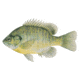 Live Target Livetarget Sunfish Bluegill Medium Sink Lipless Rattlebait, Sinking, Natural/Matte, 2 3/16in, 1/4oz, #6 #8 Hooks, BGV55SK100