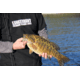 Lunkerhunt Bento Bait Soft Bait, 5, 4.5in, Dace, LHPB401