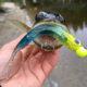 Lunkerhunt Bento Bait Shad, 5, 4.5in, Sassy Shad, LHPB405