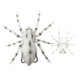 Lunkerhunt Phantom Spider Bait Topwater, 1, 2.25in, White Wolf, LSPIDER06