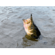 Lunkerhunt Typhon Tube, 6, 3.5in, Green Pumpkin, SBTUBE01