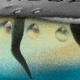 MACH MACH Frog Swimbait, Bluegill, MHPKF-234