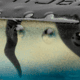 MACH MACH Poppin Frog Swimbait, Bluegill, MHPPKF-234