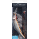 Matzuo Kinchou Minnow Saltwater Series Bait,5.5in,Mullet 118785