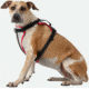 Nathan Reflective Dog Harness Sm NS8500-0579-S