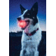 Nite Ize GlowStreak LED Ball Red GSB-10-R7