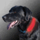 Nite Ize Nite Dawg LED Collar Cover - Pink NDCC-03-12