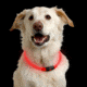 Nite Ize Nite Howl LED Pet Safety Necklace,Red LED NHO-10-R3