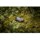Pulsar Axion Compact XG35 2.5-20x35mm Thermal Monocular, 640x480, Black, PL77509