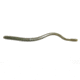 Roboworm Straight Tail Worm, 6in, 10 Pack, Green Neon Pumpkin, SR-F5FB