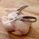 Roots &amp; Harvest Poultry, Shears, 1684