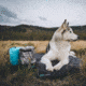 Rumpl The Travel Dog Bed, Loki, Big, TTDB-LOK-B