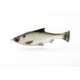Savage Gear Pulse Tail Shiner Loose Body Soft Bait, Pack of 1, 5in, Green Back, 1585604