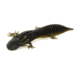 Savage Gear Toughtec NED Salamander Soft Bait